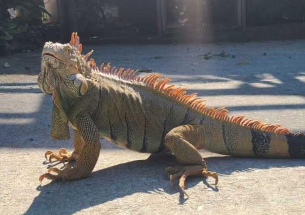 Large tropical iguana representing the Roatán Iguana Farm