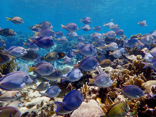 Snorkeling over a tropical coral reef representing West Bay snorkeling in Roatán